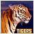 Tigers