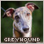 Greyhound